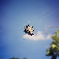 emergency pest control San Antonio photo