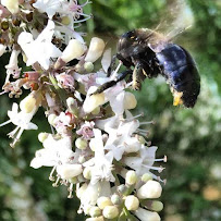 emergency pest control San Antonio photo