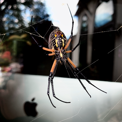 emergency pest control San Antonio photo