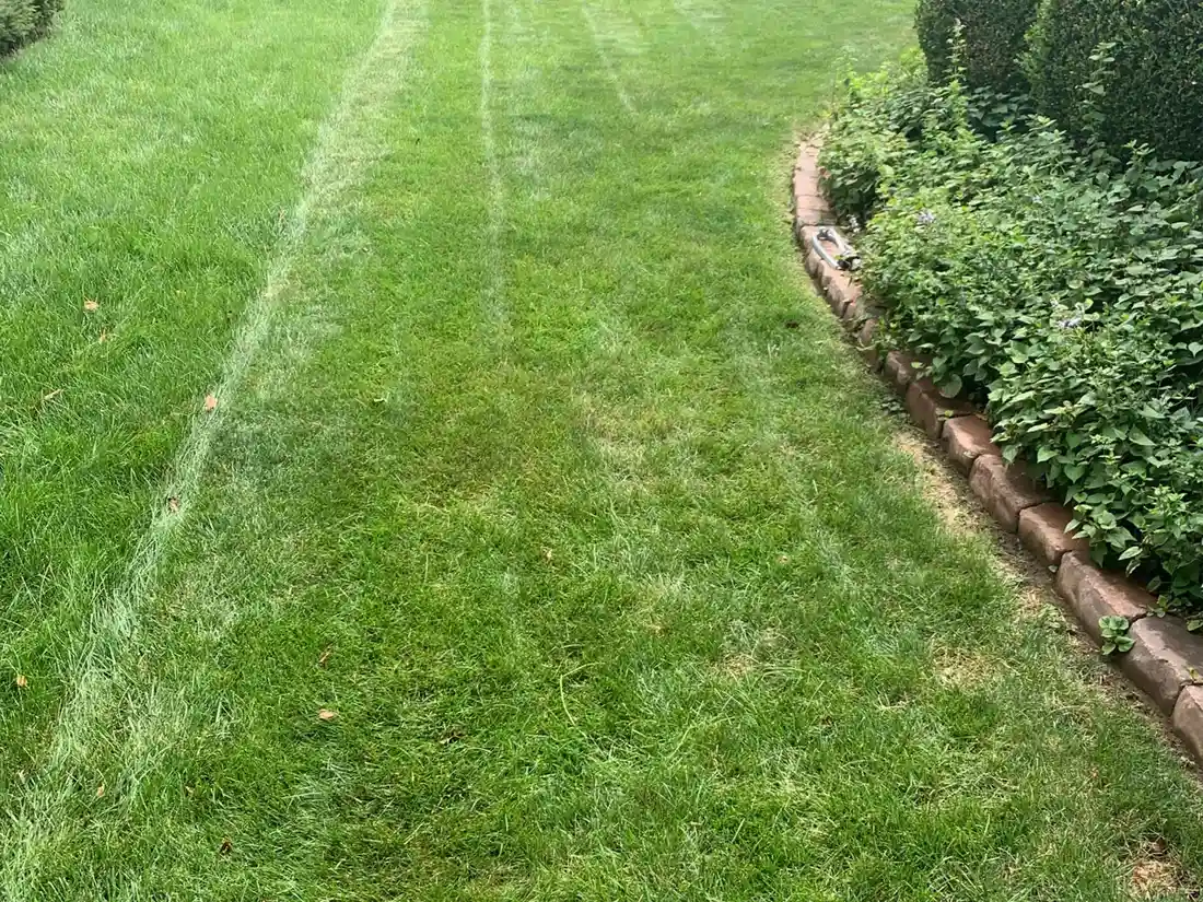 grub control service near me photo