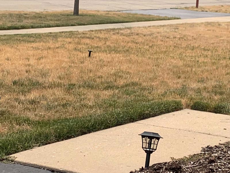 grub control service near me photo