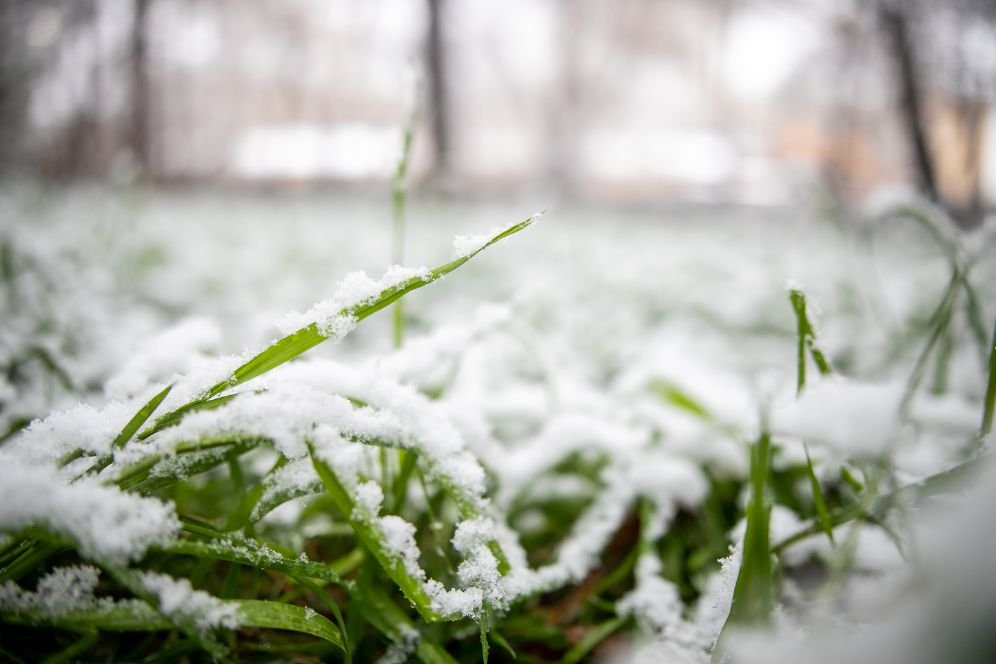 commercial lawn care Chicago photo
