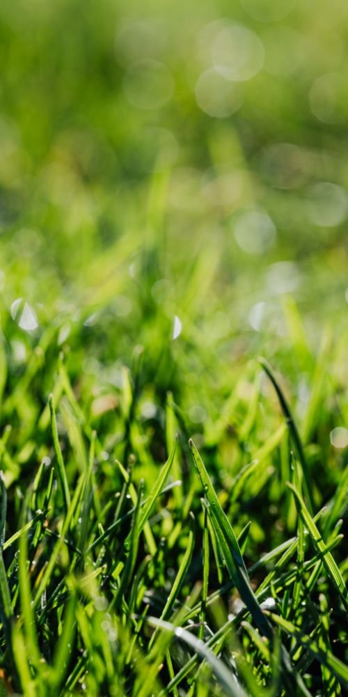 commercial lawn care Chicago photo