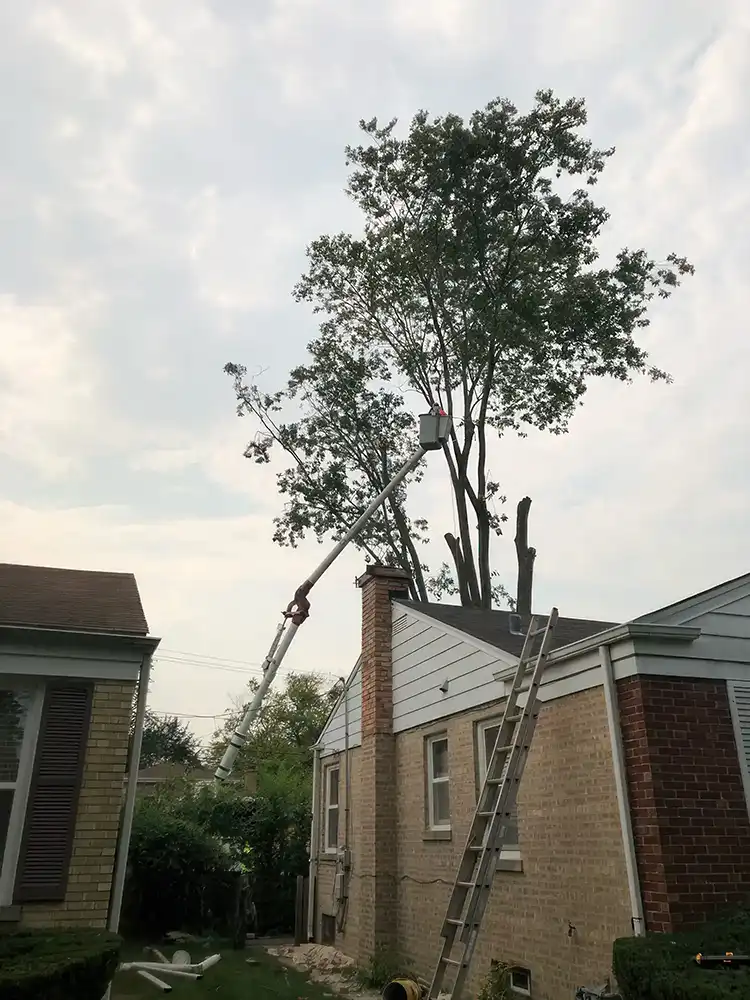 tree management services North Shore photo