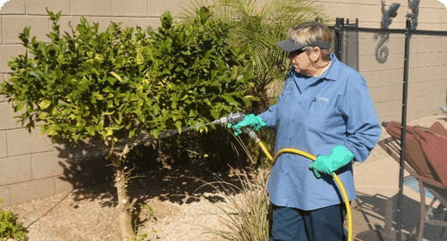 bed bug exterminator Phoenix photo