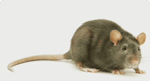 bed bug exterminator Phoenix photo