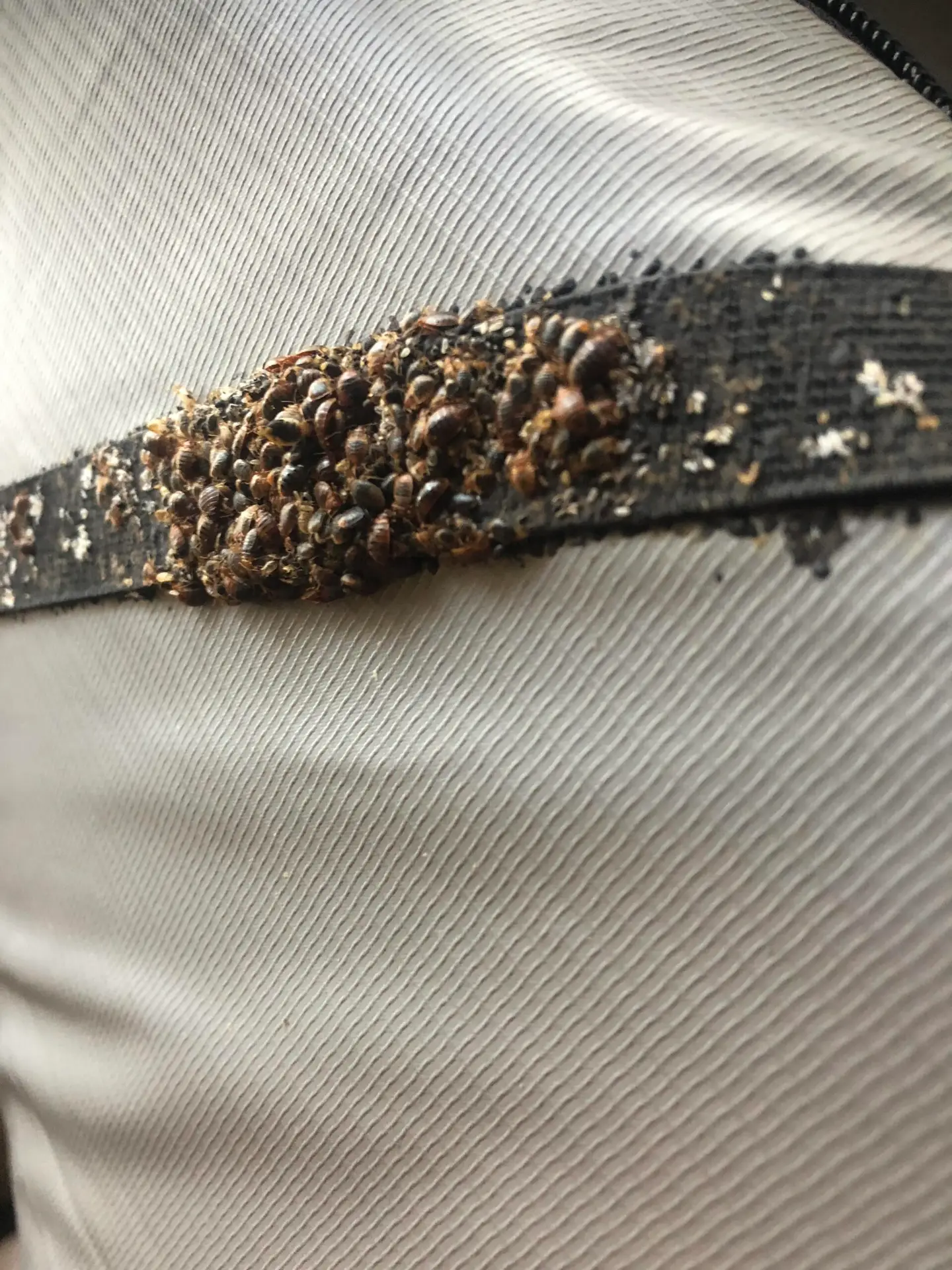 residential pest control Cave Creek