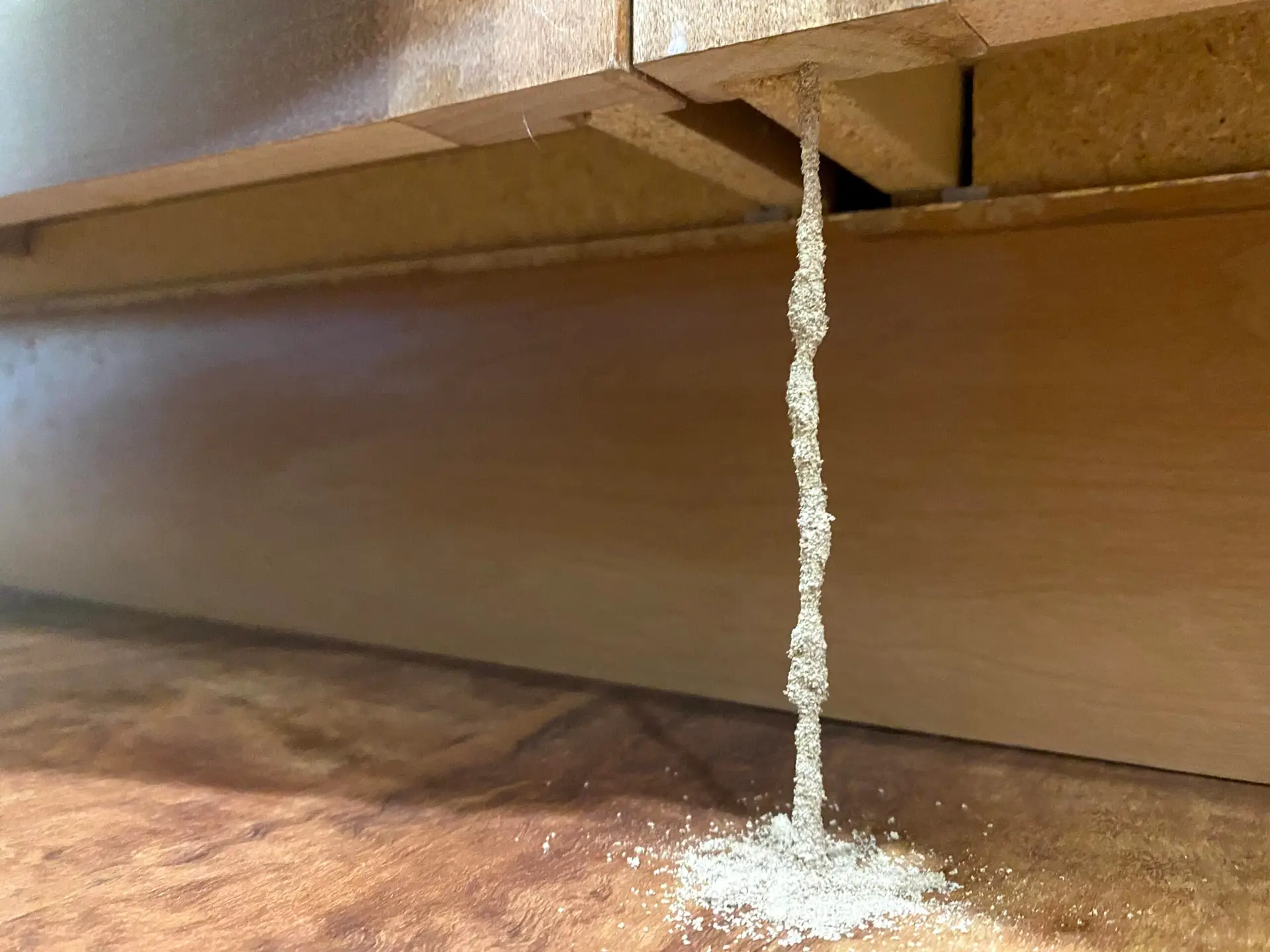 German roach exterminator Gilbert, AZ photo