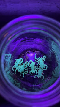 scorpion control near me photo