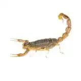 pest control near me photo