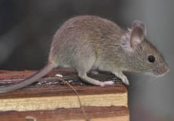 pest control near me photo