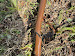 emergency plumber Dallas photo