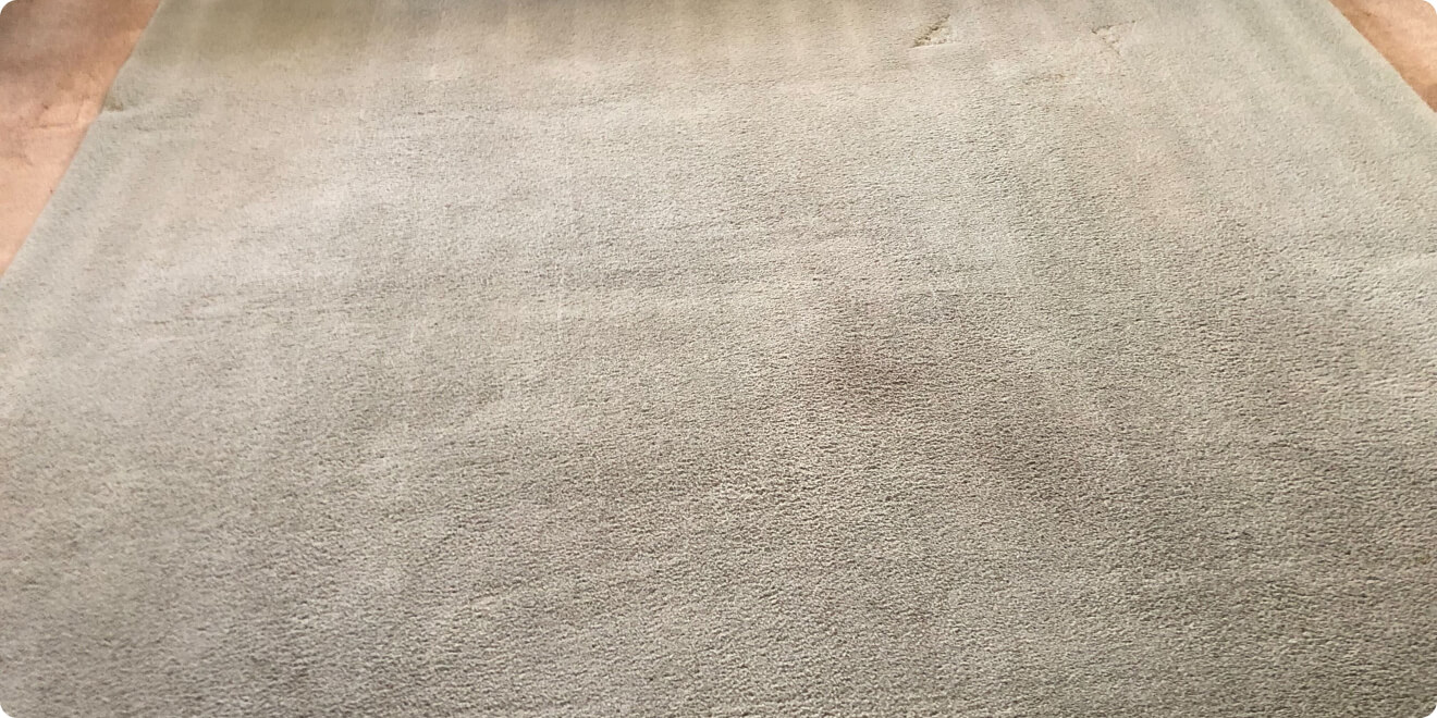 best rug cleaning Long Island photo