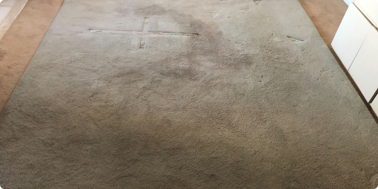 best rug cleaning Long Island photo