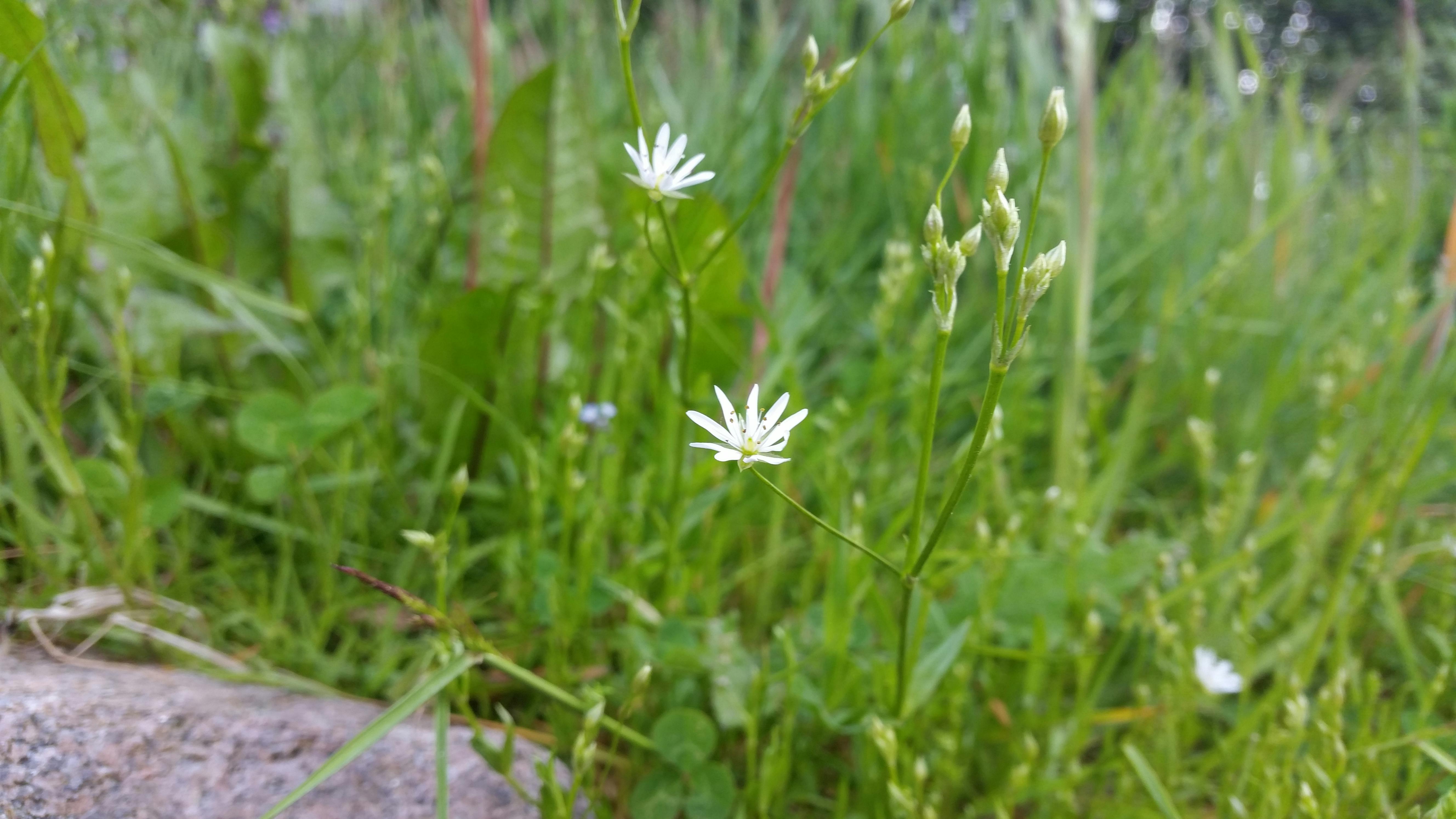 experienced landscapers in San Jose photo
