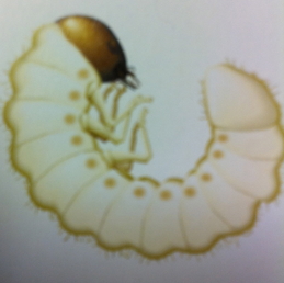 professional grub control Berkeley photo