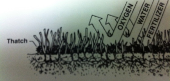 professional grub control Berkeley photo