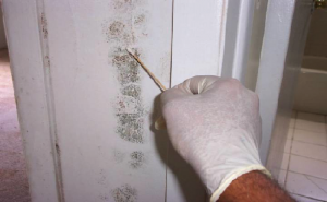 Chicago mold inspection photo