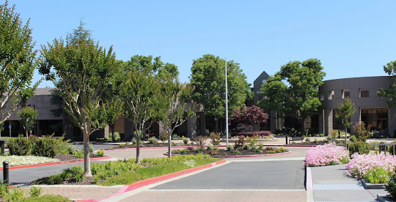 tree care services San Jose photo