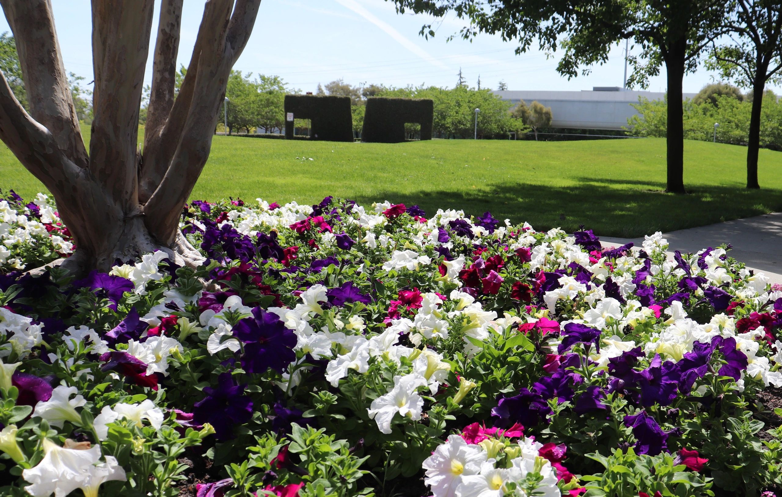 tree care services San Jose photo