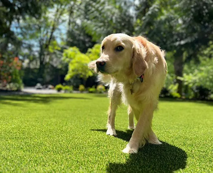 safe artificial turf cleaning for pets San Diego photo