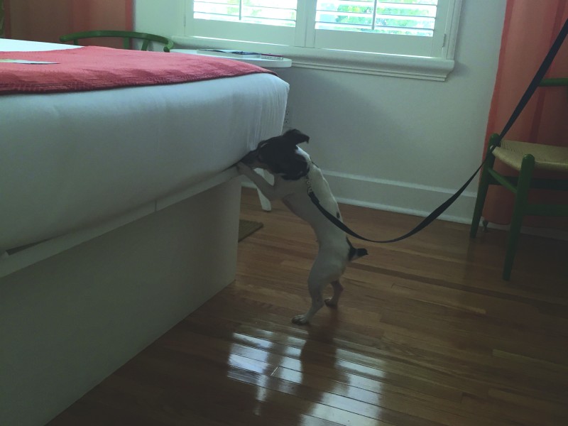 emergency bee removal in Miami photo