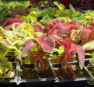 local nursery San Antonio photo