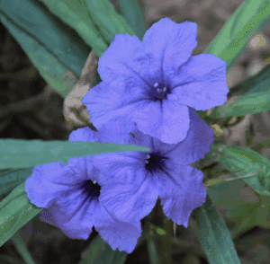 local nursery San Antonio photo