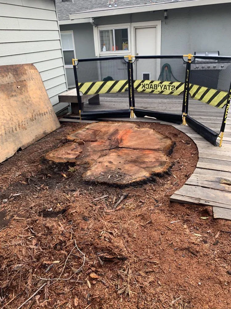 professional tree care San Jose photo