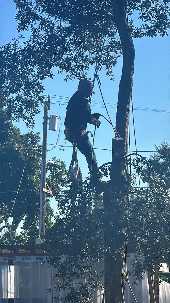 professional tree care San Jose photo