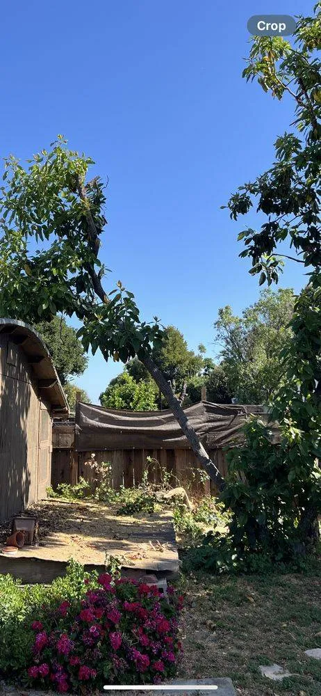 professional tree care San Jose photo