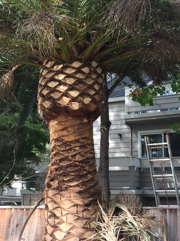 professional tree care San Jose photo