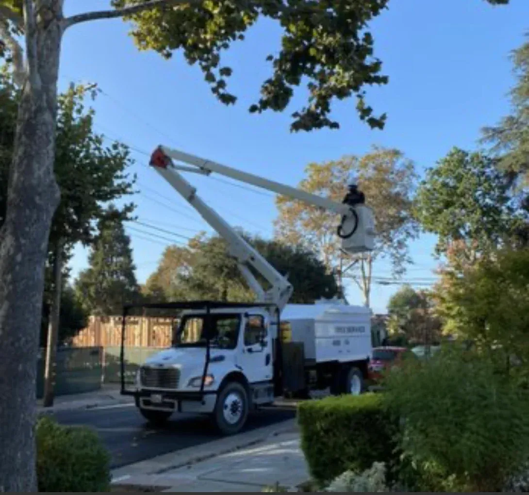 professional tree care San Jose photo