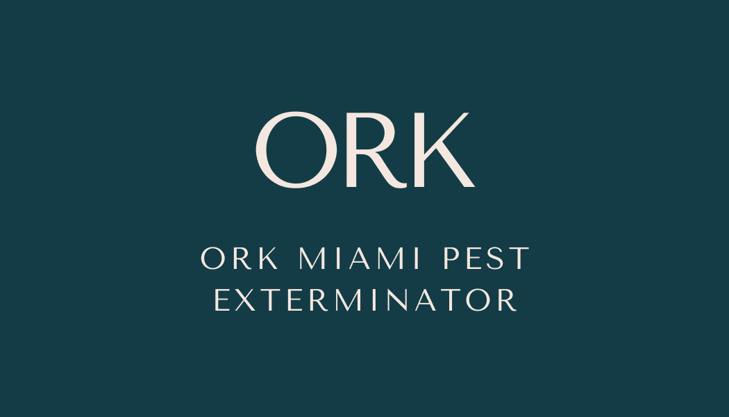 spider exterminator in Miami photo