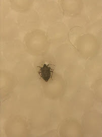 exterminator near me photo