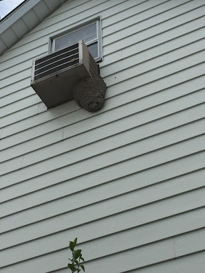 exterminator near me photo