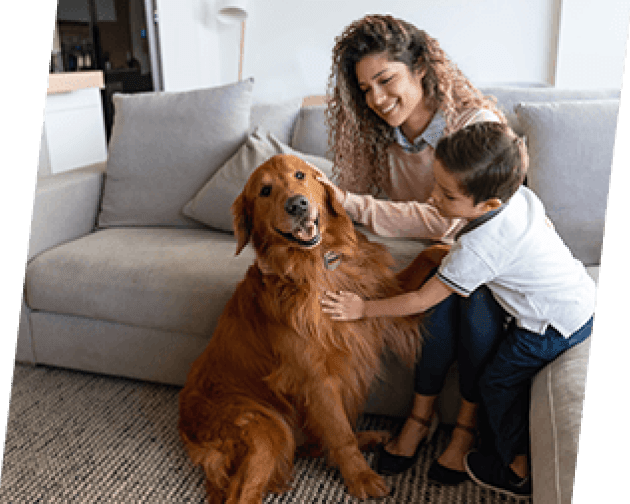 affordable pest control near me photo