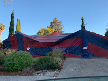 rodent control San Jose photo