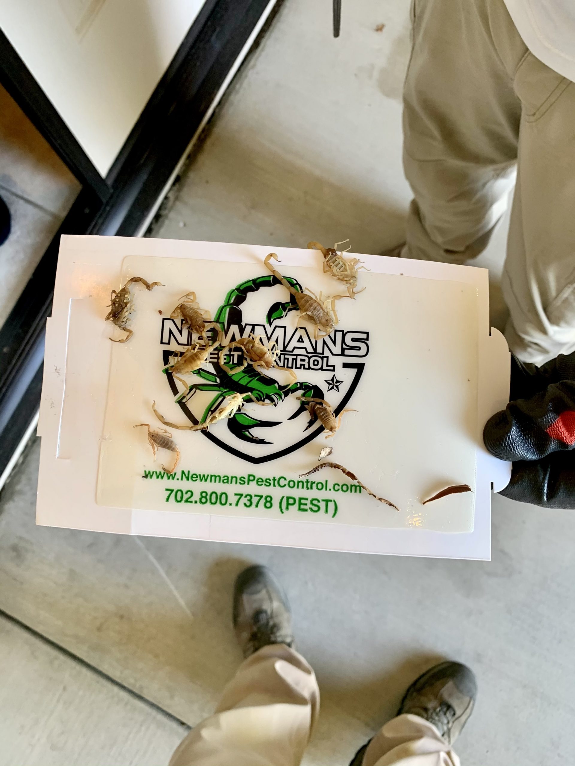 ant control in Centennial Hills photo