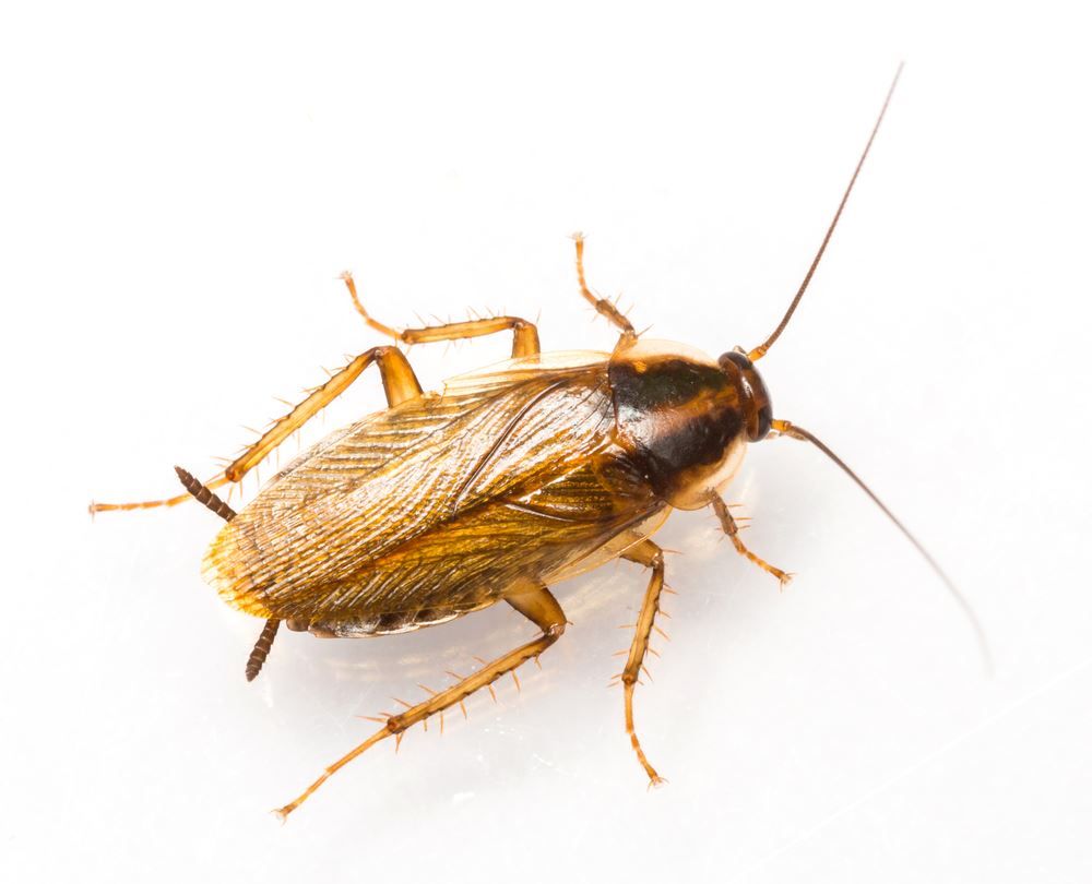 bee removal Las Vegas photo
