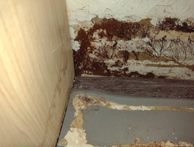 quick mold remediation New York City photo