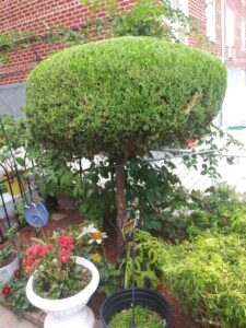 affordable landscaping NY photo