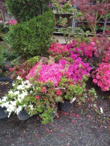 best landscaper in Garden of Eden Landscaping LLC photo