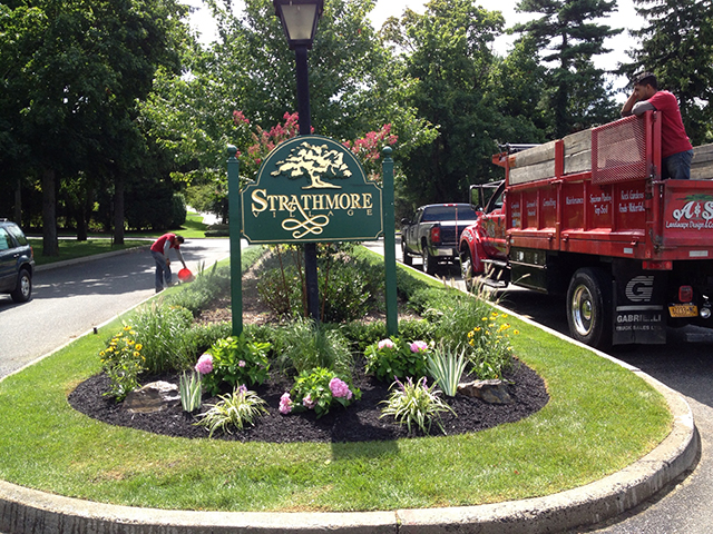 mature tree transplant Flushing photo
