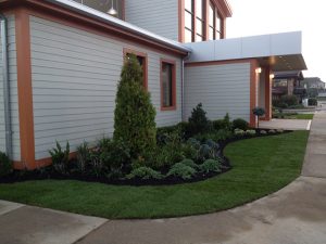 mature tree transplant Flushing photo