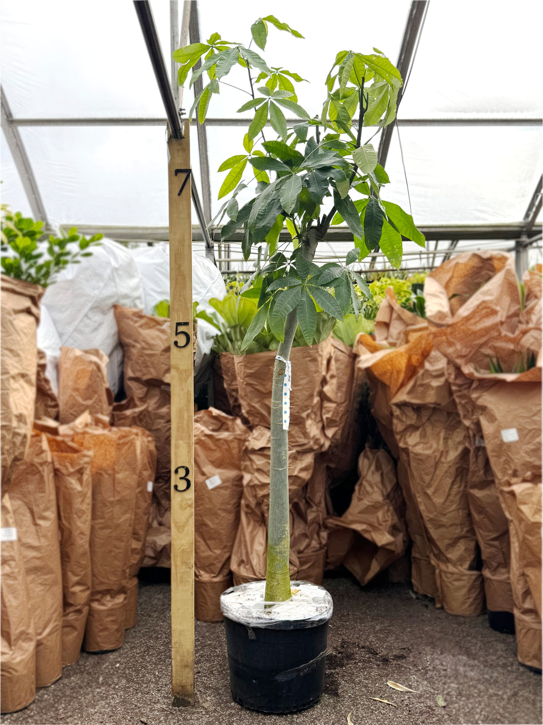 commercial plant service DE photo