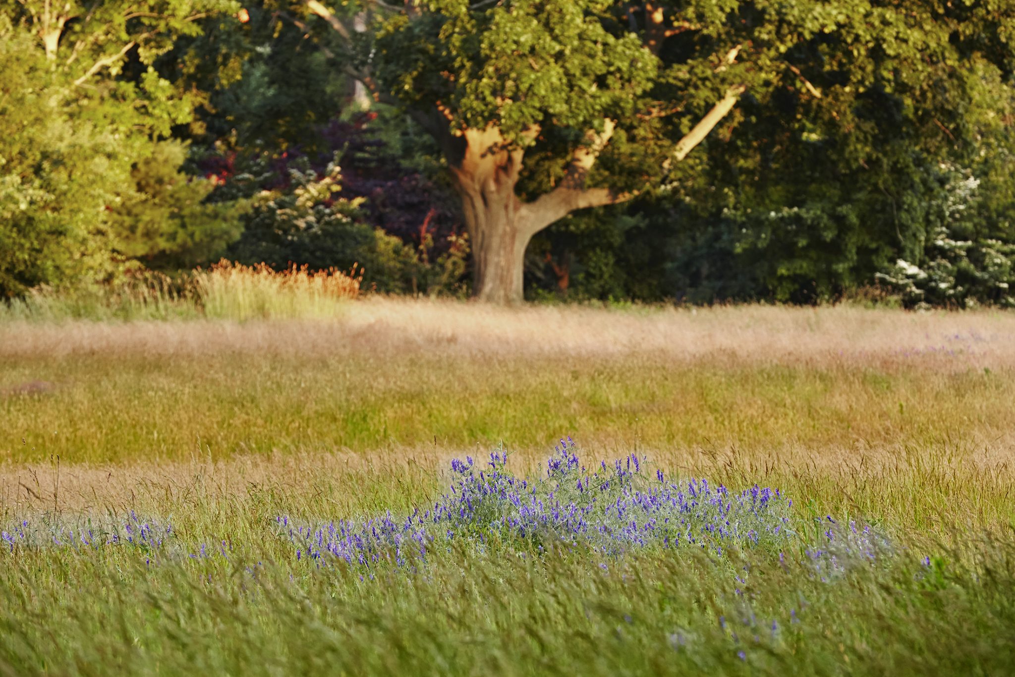 commercial landscape architecture NYC photo