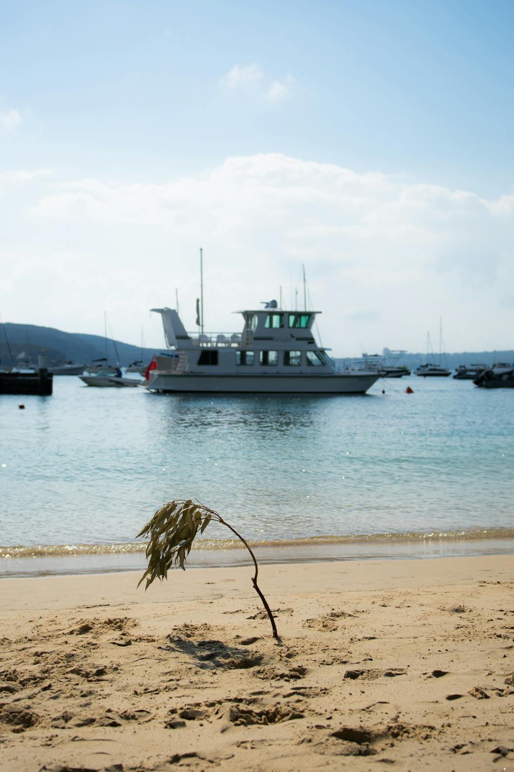 garden consultation Miranda Brooks Landscape Design photo