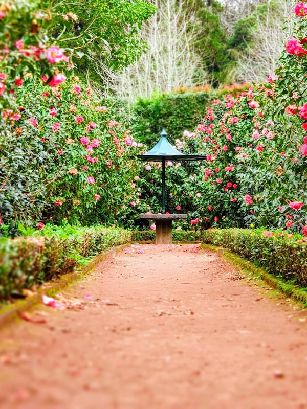 professional landscape design services New York