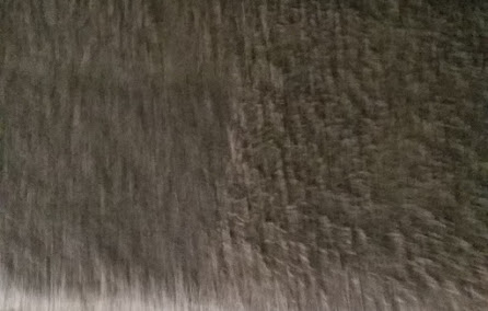 affordable carpet cleaning near me photo